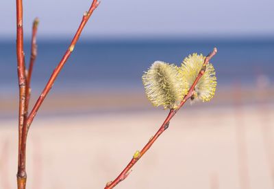 Close-up of flowering plant against blurred background