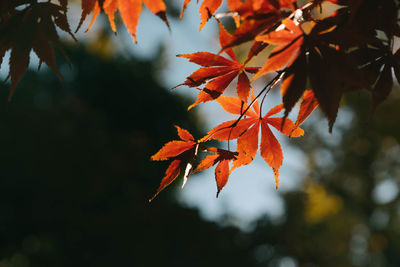 Close-up of maple leaves against blurred background