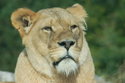 Close-up portrait of lion