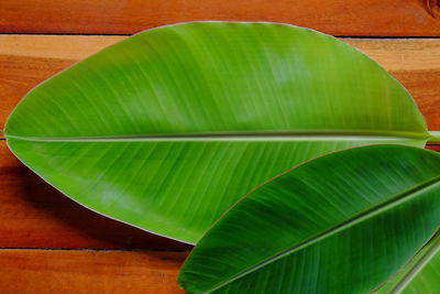 Close-up of green leaf