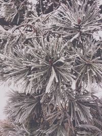 Full frame shot of snowflakes on tree