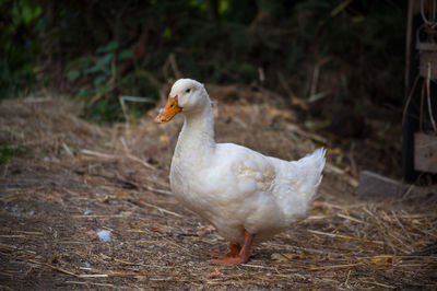 White duck on field