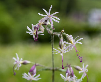 Close-up of pink flowering plant