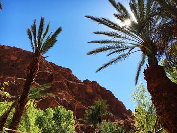 Low angle view of palm trees against sky