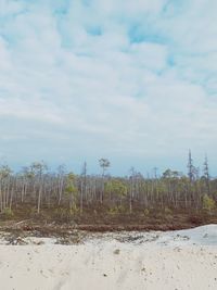 Plants growing on land against sky