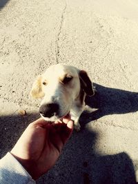 Close-up of hand holding dog