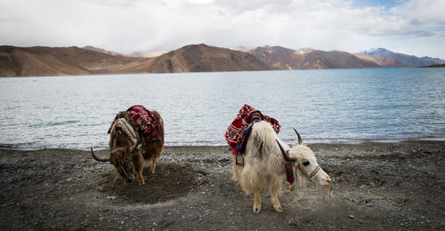 Horses on mountain against sky