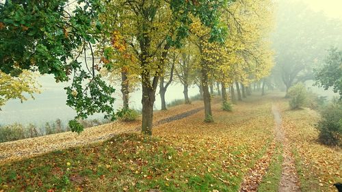 View of trees on landscape against the sky