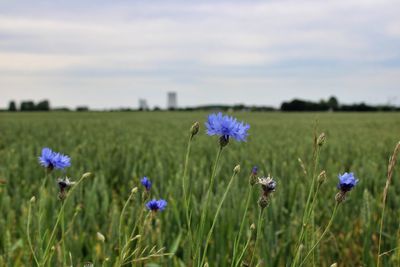 Close-up of purple flowering plants on field