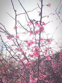 Low angle view of pink flowers blooming on tree