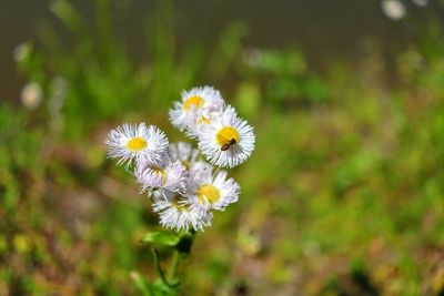 Close-up of white flowering plant on field