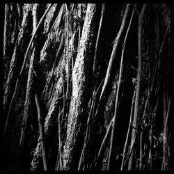 Full frame shot of tree trunk