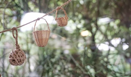 Close-up of hanging tree against blurred background