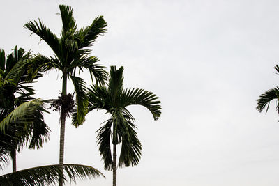 Low angle view of palm trees against sky
