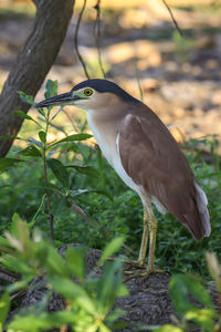 Close-up of a rufous night heron