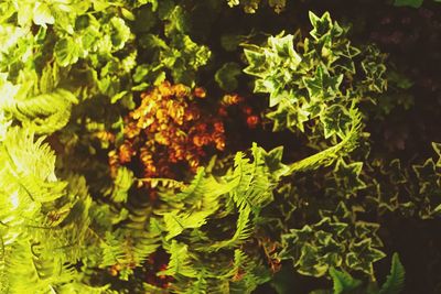 Close-up of fresh green plants