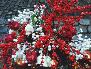 Close-up of red flowers