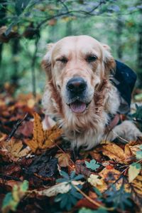 Portrait of dog