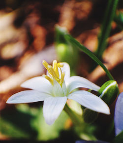 Close-up of white flowering plant