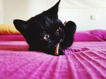 Portrait of black cat on bed