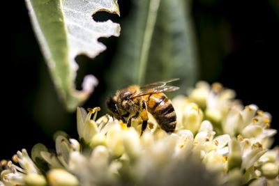 Close-up of bee pollinating on flower