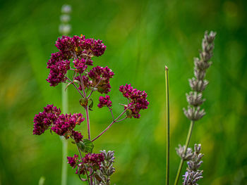 Close-up of purple flowering plant on field