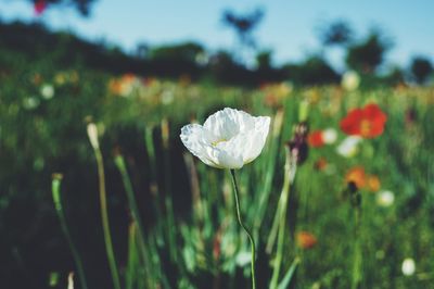 Close-up of white flowering plant on field