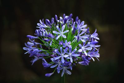 Close-up of purple flowers blooming outdoors