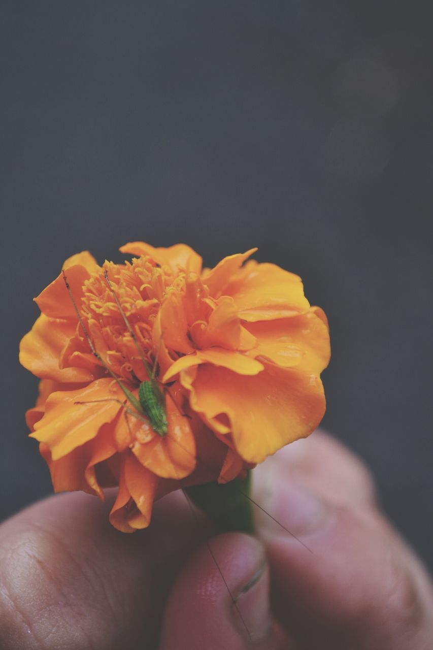 person, flower, holding, petal, freshness, part of, human finger, fragility, flower head, cropped, personal perspective, unrecognizable person, yellow, close-up, lifestyles, single flower, focus on foreground