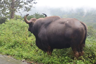 Bull standing in a field