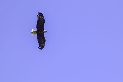 Low angle view of eagle flying in sky