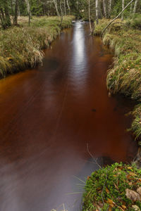 Scenic view of river amidst trees in forest