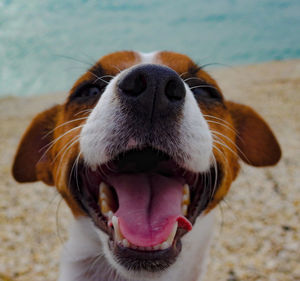 Close-up of a dog on the beach