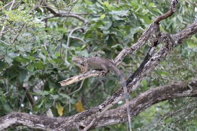 Squirrel on tree