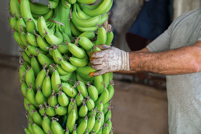 Man in work gloves holds huge bunch of green bananas. preparation of bananas for wholesale. close-up