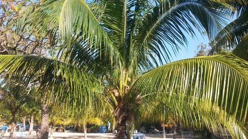 Palm trees against sky