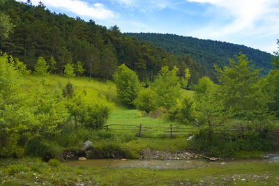 Scenic view of forest against sky