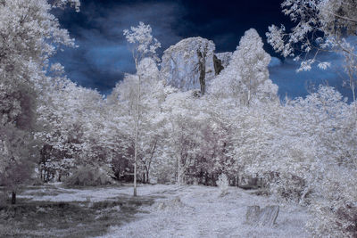 Frozen trees on field against sky during winter