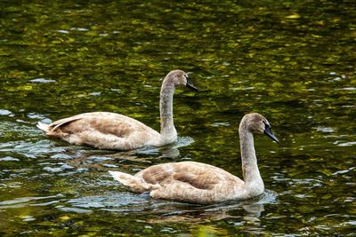 Swan swimming in lake