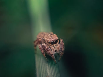 Close-up of spider on plant