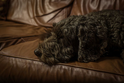 Close-up of dog sleeping on bed at home