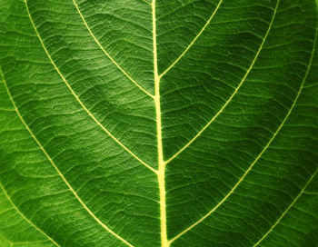 Full frame shot of leaf