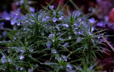 Close-up of flowers