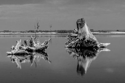 Scenic view of driftwood in lake