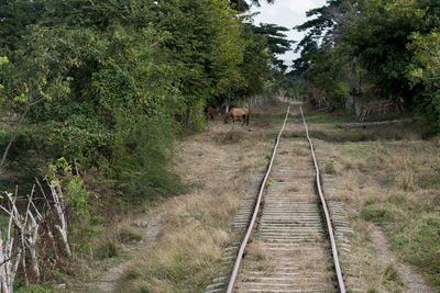 Railroad track amidst trees