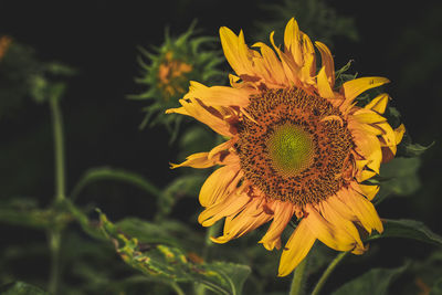 Close-up of sunflower blooming on field