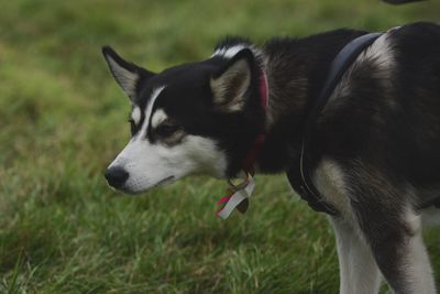 Close-up of dog on grass