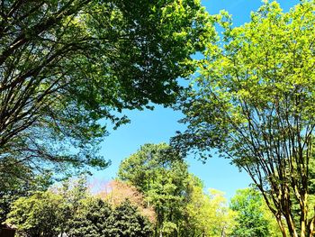 Low angle view of trees against sky