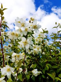 Close-up of white flowers blooming on tree