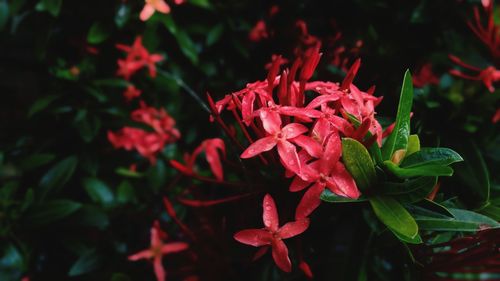 Close-up of red flowers blooming outdoors